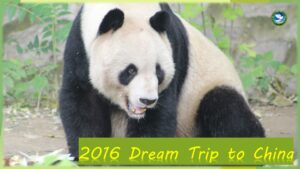 A view of a panda poster for a China trip